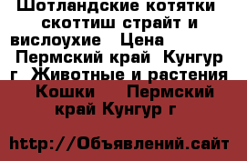 Шотландские котятки: скоттиш-страйт и вислоухие › Цена ­ 3 000 - Пермский край, Кунгур г. Животные и растения » Кошки   . Пермский край,Кунгур г.